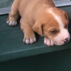 Meet your Posher, Damara